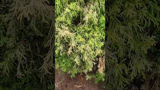 Emerald Green Arborvitae turning brown  Root Rot [upl. by Enilreug]