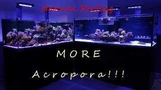 Red Sea Reefer XXL 750 Update 4 More Acropora [upl. by Omrelliug]