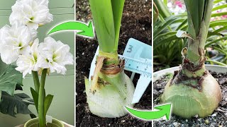 Amaryllis on Blooming and After Flowering Care Tips  60 Days Growth Updates Part 2 Turn on CC [upl. by Geier]