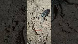 Lethocerus Indicus a giant Water Bug nature viralshort viralshorts viralvideo viralvideos [upl. by Incrocci628]