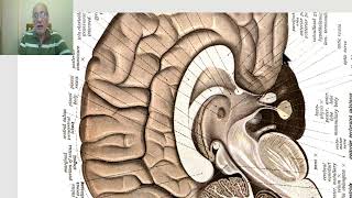 Anatomy of CNS Module in Arabic 2024Commissural and projection fibers by Dr Wahdan [upl. by Yleme647]