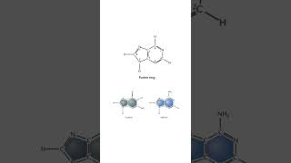 Purine and pyrimidine biology ibbiology apbiology [upl. by Healy]