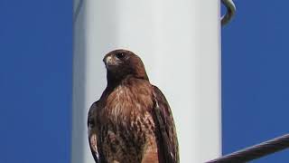 Red tailed hawk lets out a piercing cry [upl. by Nanon]