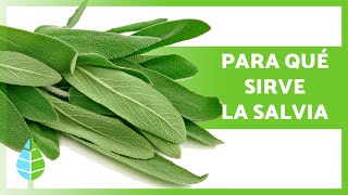 BENEFICIOS de la SALVIA 💜 Propiedades Para qué Sirve y Usos [upl. by Joete]