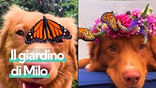 La storia di Milo il cane amico delle farfalle che difende il giardino incantato [upl. by Aisayn]