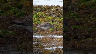 Curlew eating a crab [upl. by Jaquelyn425]