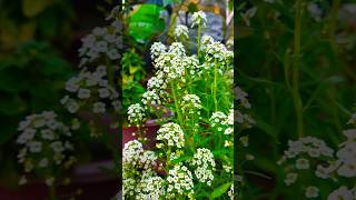 shortvideo Alyssum white gardening sampas white [upl. by Alleen]