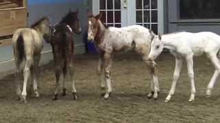 Gentling quotorphanquot nurse foals with Reach Out to Horses training methodologies [upl. by Janella]