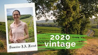 Domaine Ferret  Presentation of the 2020 Vintage in southern Burgundy [upl. by Mahda]