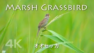 野鳥撮影・ オオセッカのさえずり Japanese Marsh Warbler [upl. by Emarie]