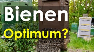 BienenOptimum warum verhindern manche Imker starke Völker Kritikvideo [upl. by Enorel]