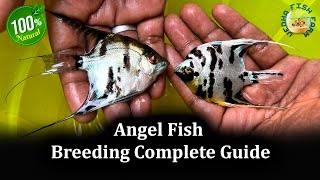 Angel fish breeding complete Guide  Angel fish gender Identification [upl. by Bridgid431]