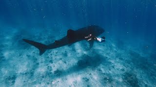 Jawakara Islands Maldives  Whale Shark [upl. by Socram]