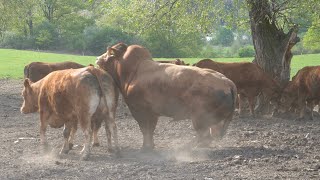 Buhaje Limusine w OHZ Przerzecznyn Zdrój Sp z oo [upl. by Howell411]