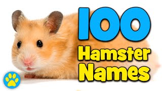 100 Hamster Name Ideas [upl. by Abshier326]