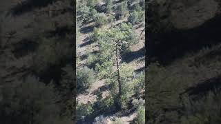 Mule deer in the gila unit 21 newmexicotrue wildlife newmexicooutdoors [upl. by Putnam768]