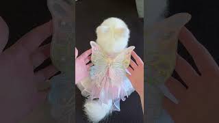 Small dogs can also be pretty and charming babydog dogclothes trending viral [upl. by Eirroc]