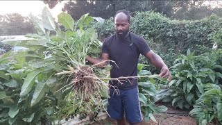 Things to Do to Grow Callaloo Successfully [upl. by Lainahtan]