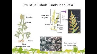 Perbedaan Sori Sorus Sporangium dan Spora Embriologi Tumbuhan [upl. by Aerdnaz]