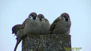 PILFINK Eurasian Sparrow Passer montanus Klipp  1278 [upl. by Ethel]