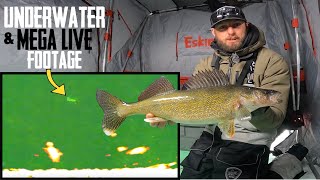 Ice Fishing AGGRESSIVE Walleyes Jigging  UNDERWATER Footage [upl. by Oirromed]