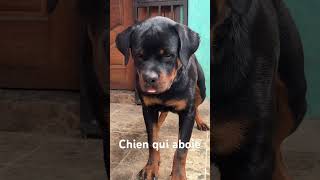 Chien qui aboie  Dog barking [upl. by Pitchford]