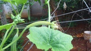 Growing Ridge gourd By hydroponic Technique  Hydroponics Farming in Telugu  Soil less farming [upl. by Salina]