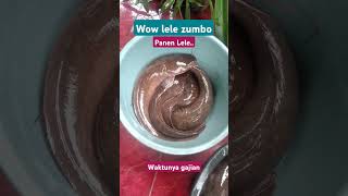 Panen Lele Dumbo Zumbo [upl. by Rorie]