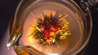 Blooming Tea Flowers and Time Lapse [upl. by Fattal]