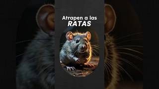 TRAMPAS PARA ATRAPAR RATAS [upl. by Mikaela]