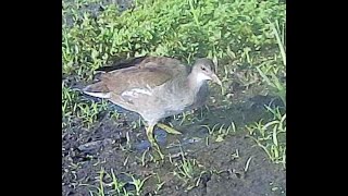 IMMATURE COMMON GALLINULE [upl. by Adnuahsar]