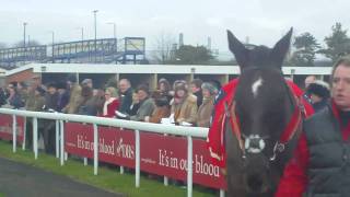 Denman enters the pre parade ring Newbury Hennessy 2010 [upl. by Virg914]