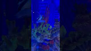 Beautiful butterflyfish longnose aquariumfish shorts shortvideo fish placesletsgeaux6668 [upl. by Ordnajela]