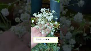 🌸 Essential Tips for Growing Beautiful Gypsophila flowers gardening [upl. by Driskill]