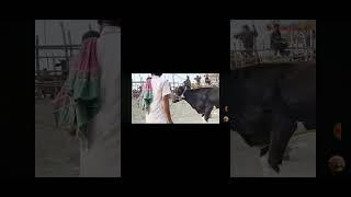 cow viralvideo youtubeshorts video [upl. by Ettennan]