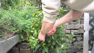 How to prune camelias [upl. by Yrrat]