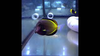 Powder Brown Tang Acanthurus japonicus [upl. by Selij]