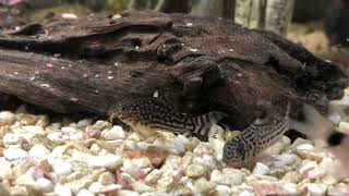 Sterbai vs Julii Corydoras [upl. by Inanak]