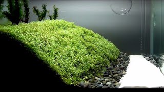 Aquascaping ideas Tutorial 2021 [upl. by Rina]