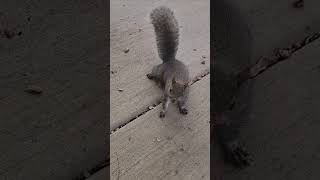 Pugsy cutest little baby squirrel squirrelwatching squirrelvideo cute wildlife nature [upl. by Htebsil261]