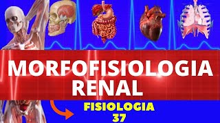 MORFOFISIOLOGIA RENAL FISIOLOGIA HUMANA SISTEMA EXCRETOR  URINÁRIO  FISIOLOGIA DE GUYTON [upl. by Humfried]