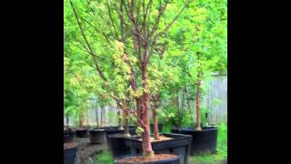 Acer griseum at Northwest Nurseries [upl. by Notneiuq]