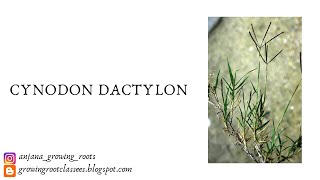 Cynodon dactylon  Ethnobotany  Malayalam Explanation  Medicinal Properties Of Cynodon Dactylon [upl. by Ssitruc]