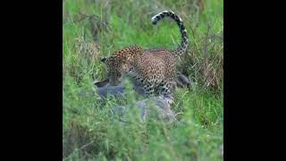 Female leopard and crocodile fight over kill [upl. by Howarth688]