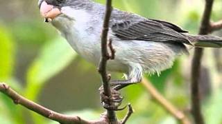 Aves do Brasil  O canto melancólico da Patativachorona [upl. by Annatsirhc]