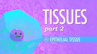 Tissues Part 2  Epithelial Tissue Crash Course Anatomy amp Physiology 3 [upl. by Koloski]