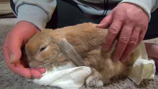 A cute spoiled rabbit growls and thumps when owner stops petting [upl. by Fesoy]