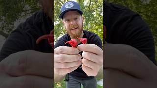 Micro Carolina Reapers cravingcapsaicin spicekingdom microcarolinareapers carolinareapers [upl. by Ediva]