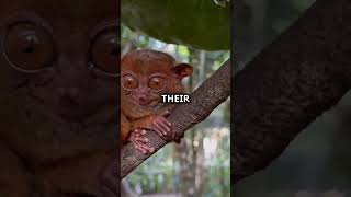 Incredible Tarsier Fact You Didnt Know 👀 FunFacts Tarsier Philippines DidYouKnow AnimalFacts [upl. by Namyw406]