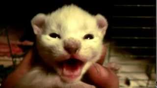 A Rare White Kitten hissing at me  must watch  Cute [upl. by Siloam]